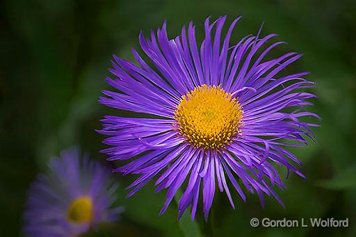 Purple & Yellow Flower_DSCF5300-2.jpg - Photographed at Ottawa, Ontario, Canada.